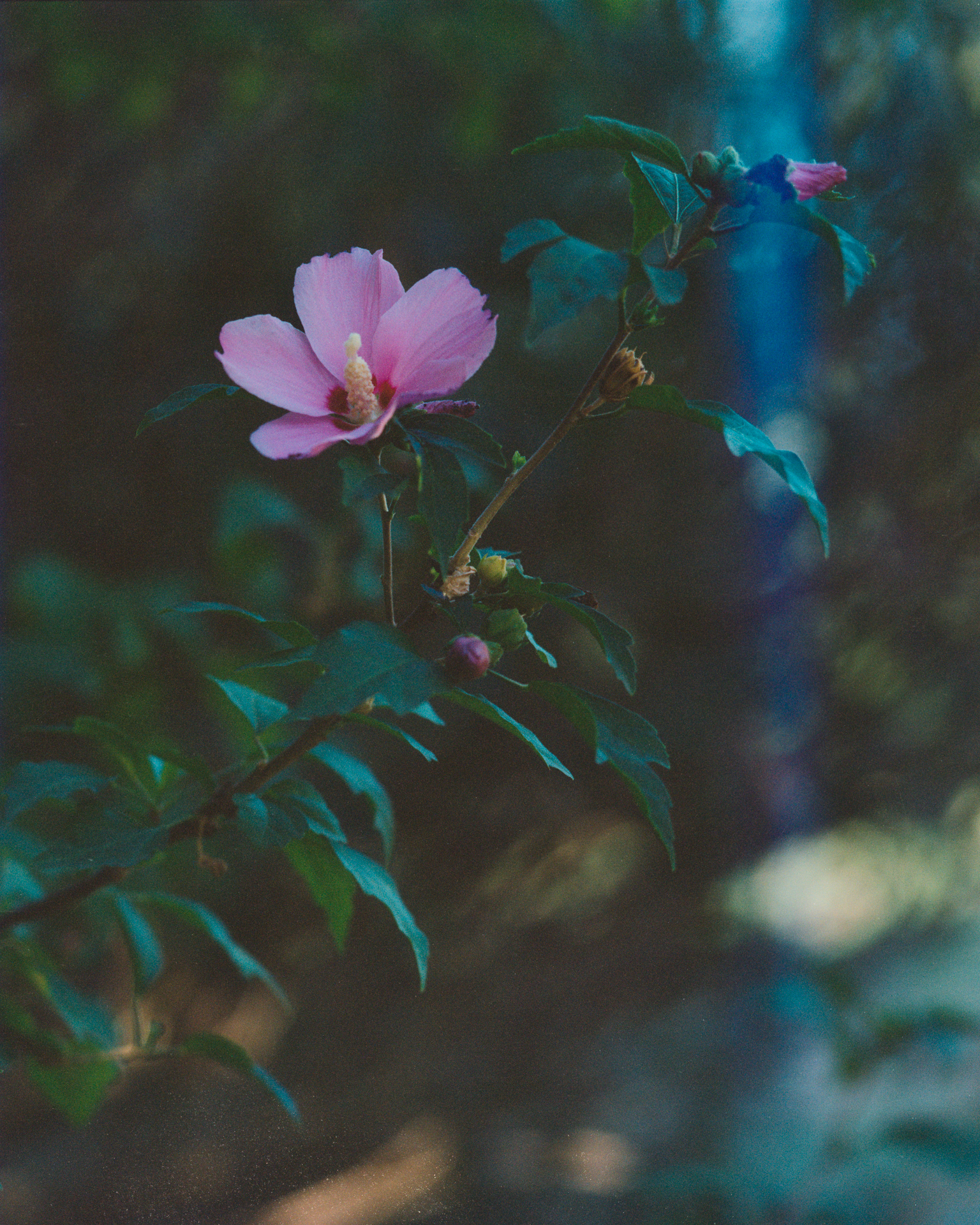 Una gradita imperfezione