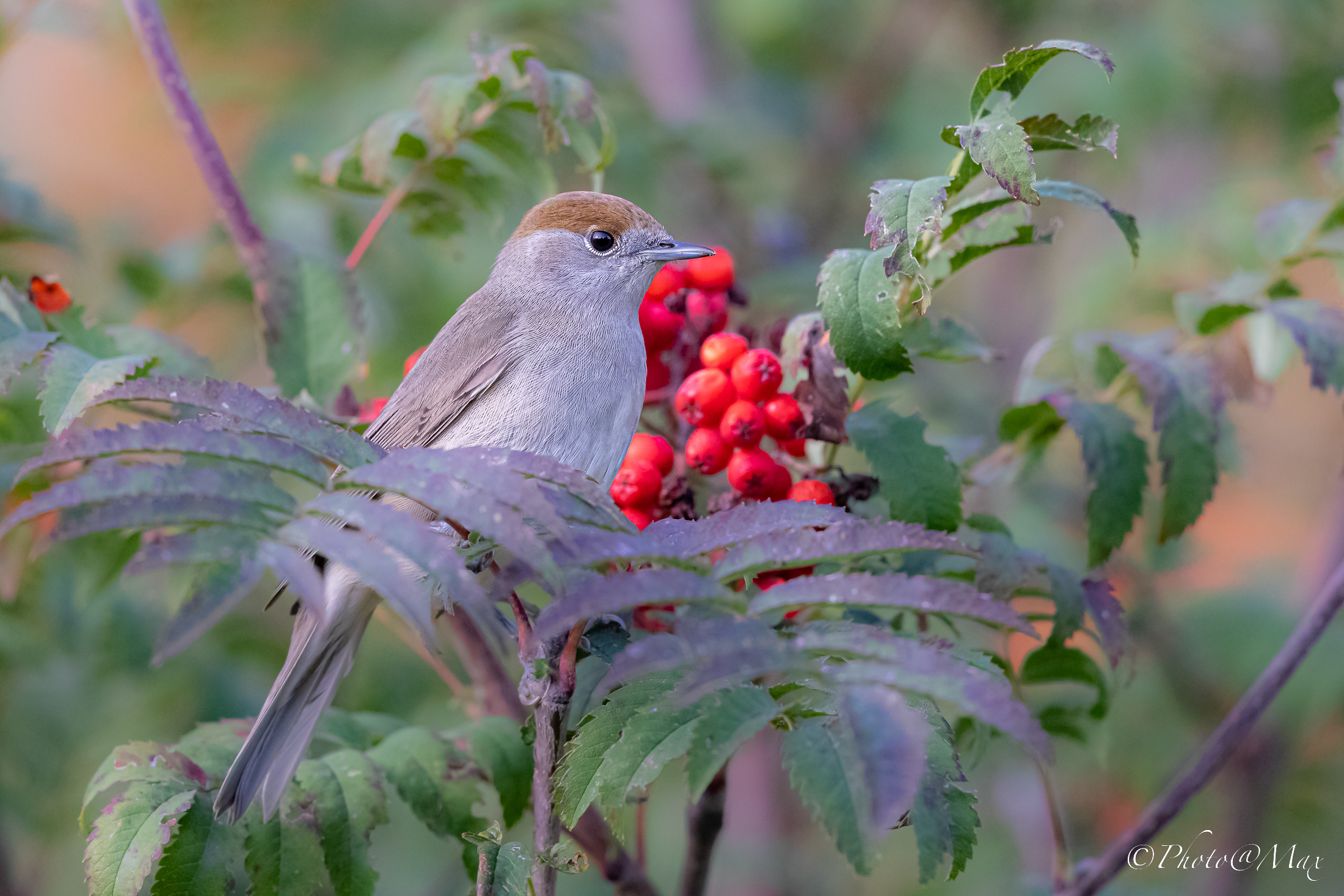 in pace, nel mio habitat
