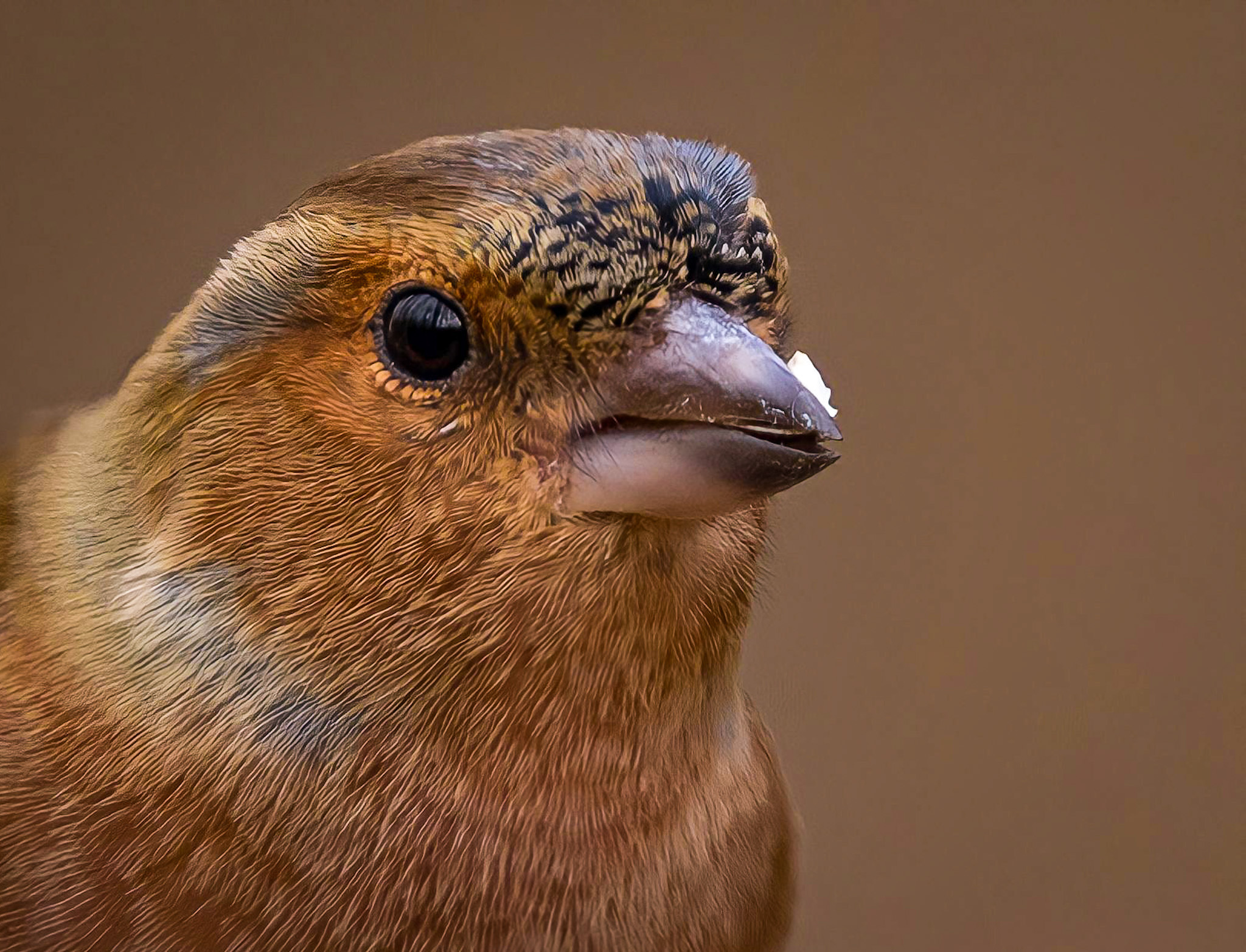Close-up Chaffinch Alviano