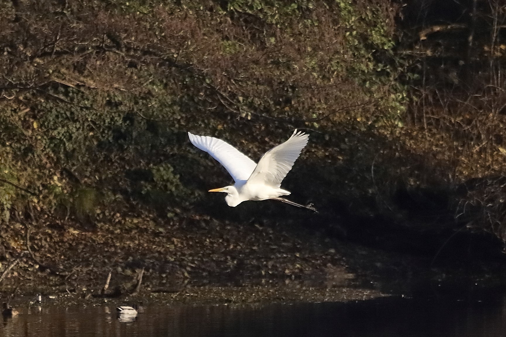 Airone BM 07 dicembre 2022