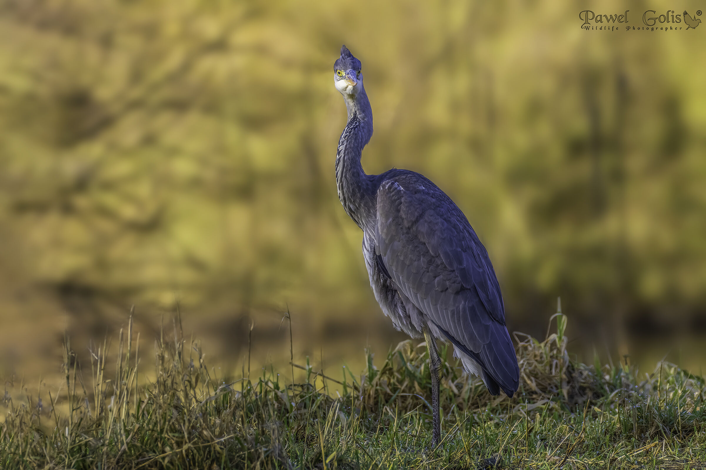 Airone cenerino (Ardea cinerea)