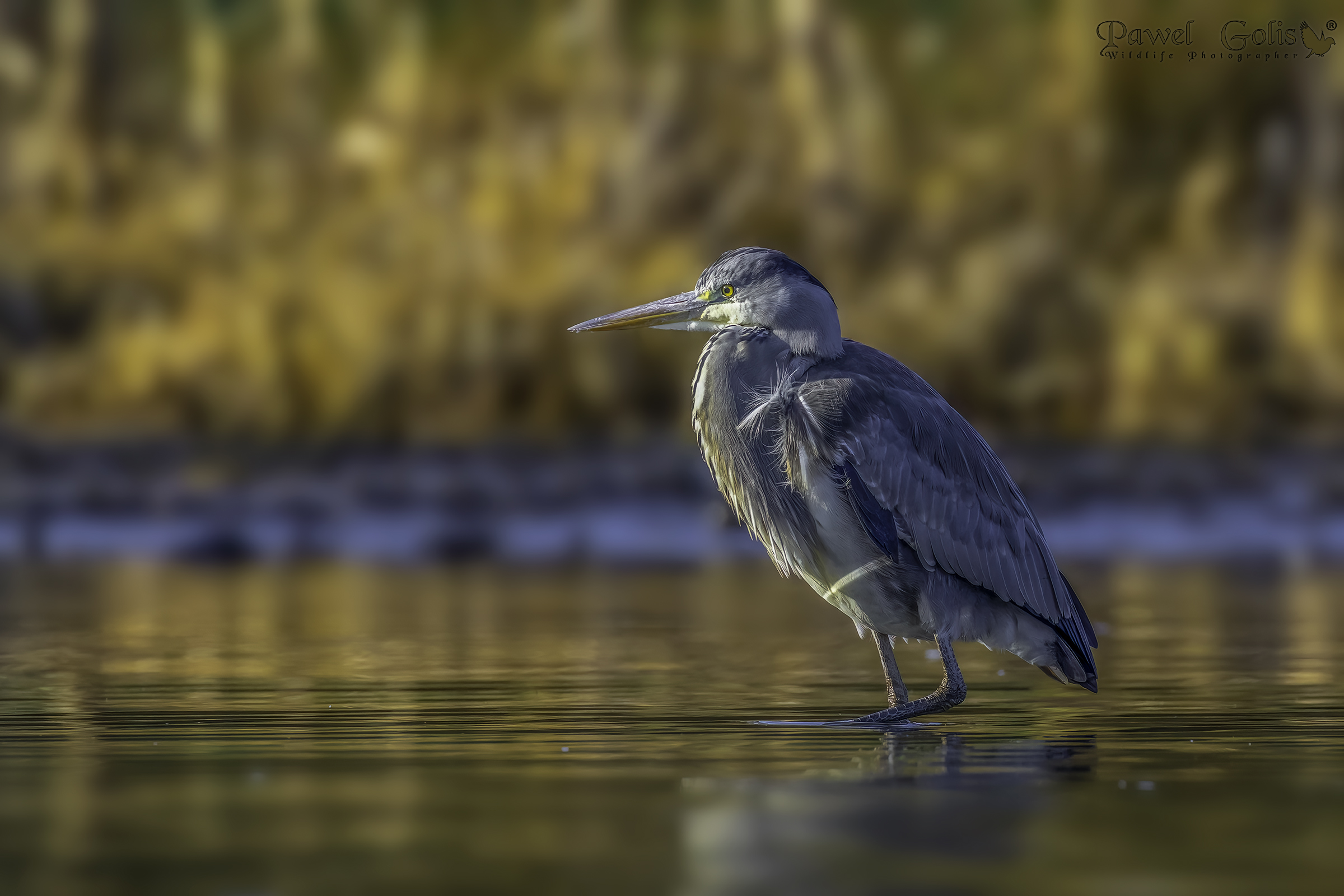 Airone cenerino (Ardea cinerea)