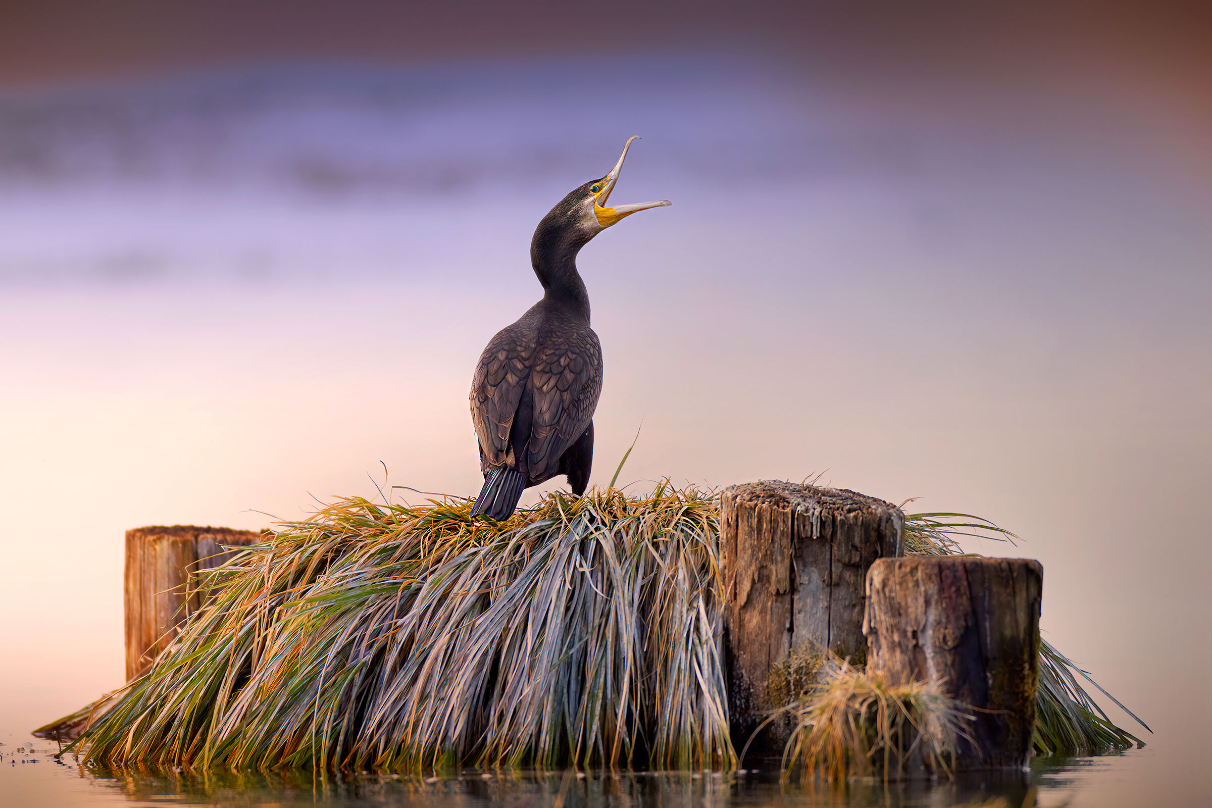 Incontri nel Parco del Mincio (mn)