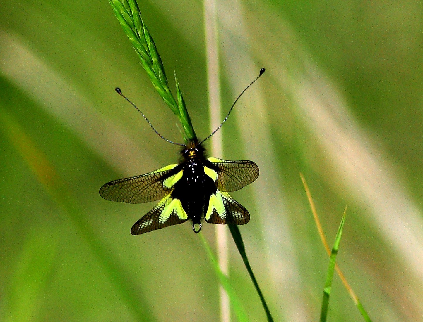 Libellula
