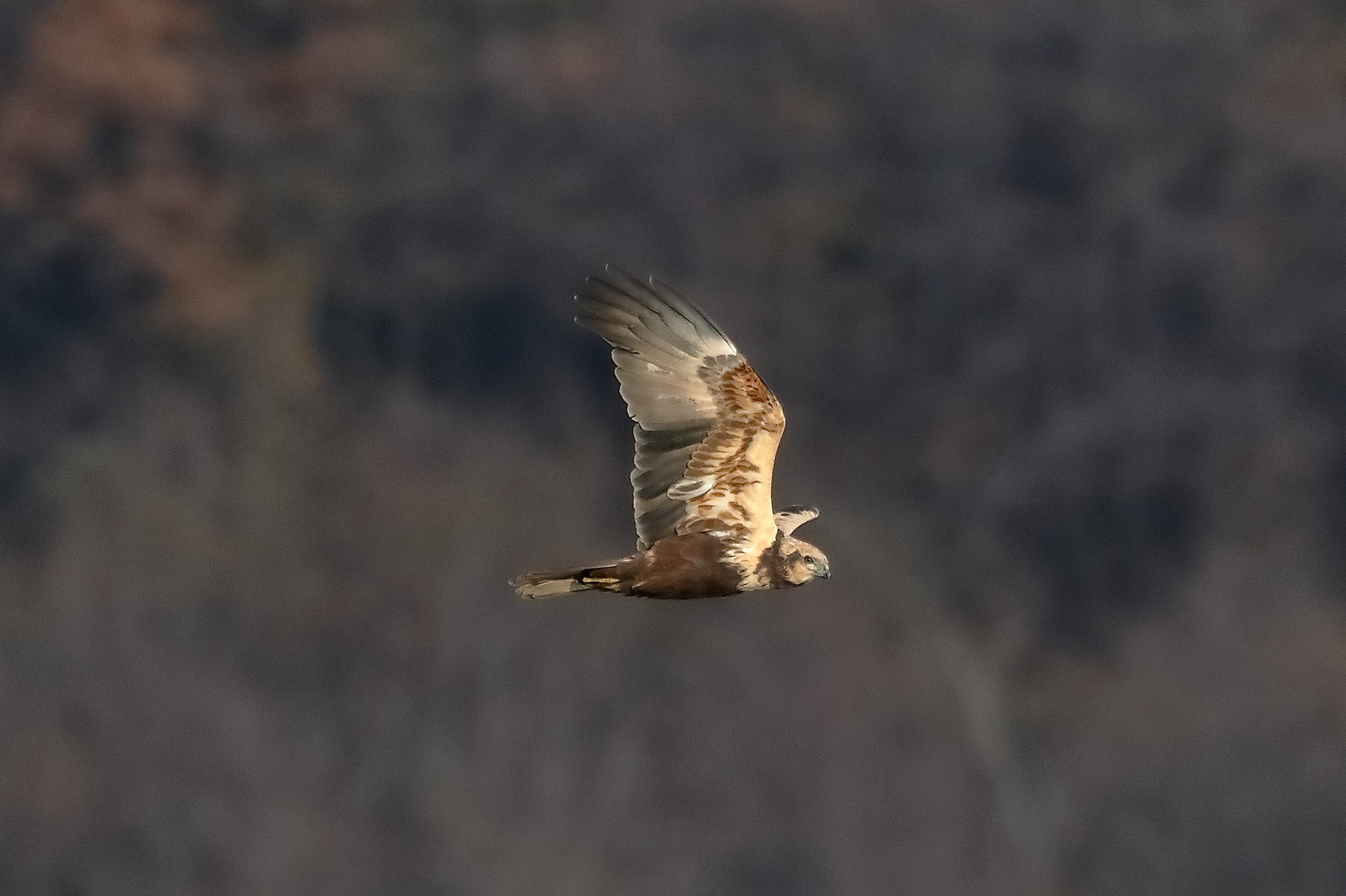 Falco di palude F 18-12-2022
