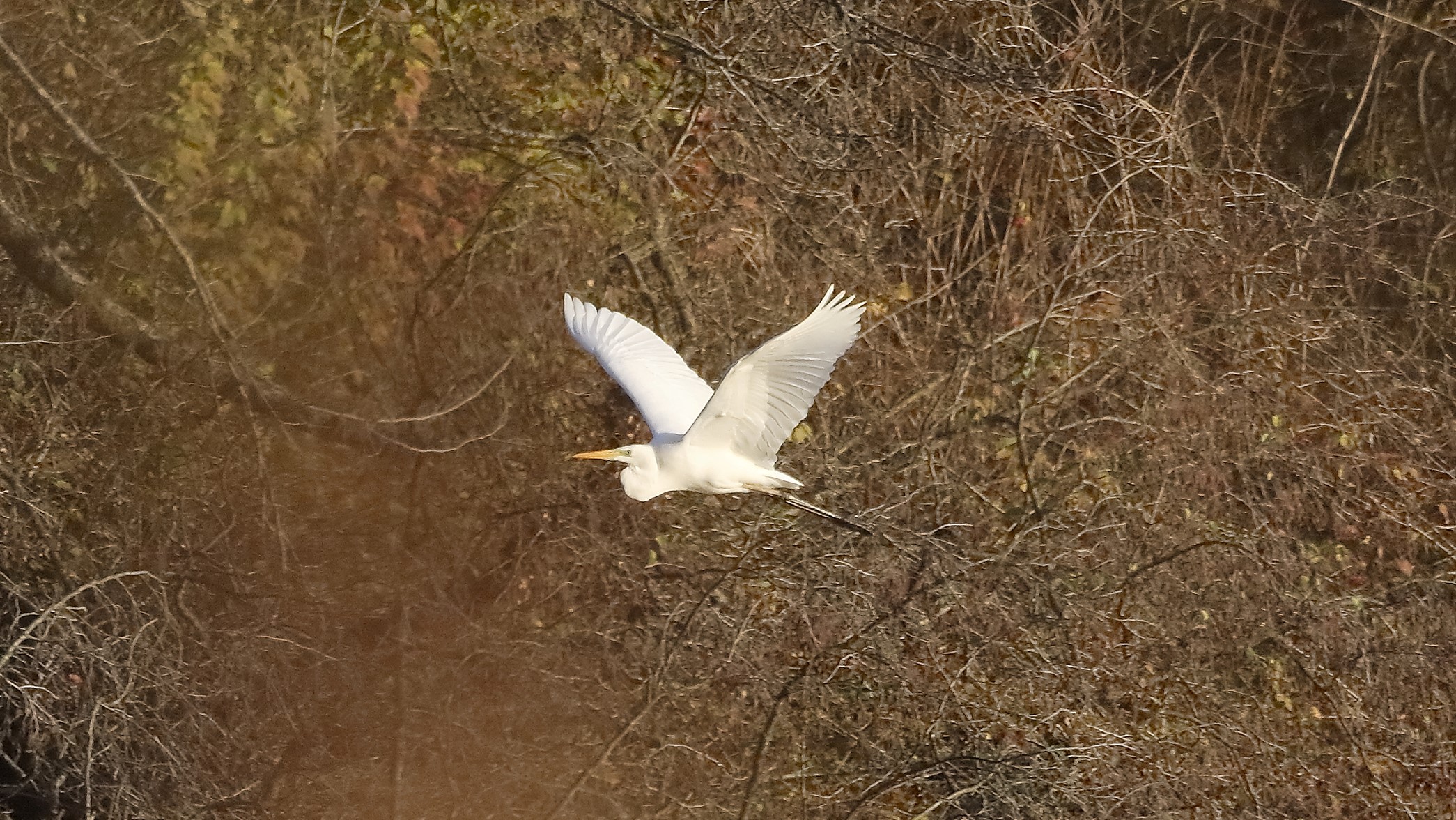 Airone BM 07 dicembre 2022