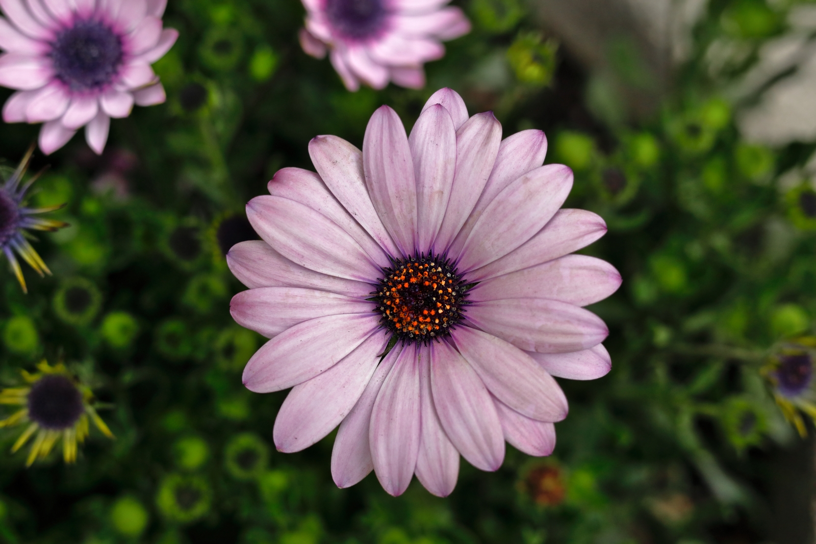 Dimorphotheca pluvialis