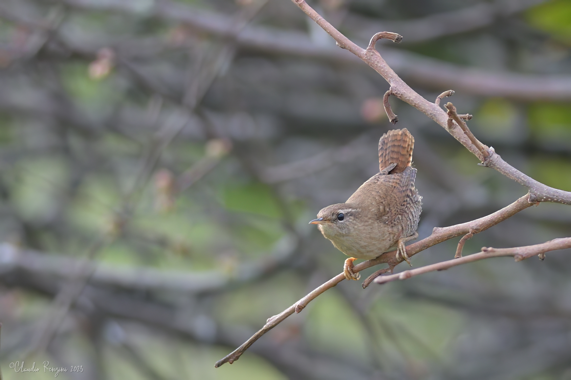 wren