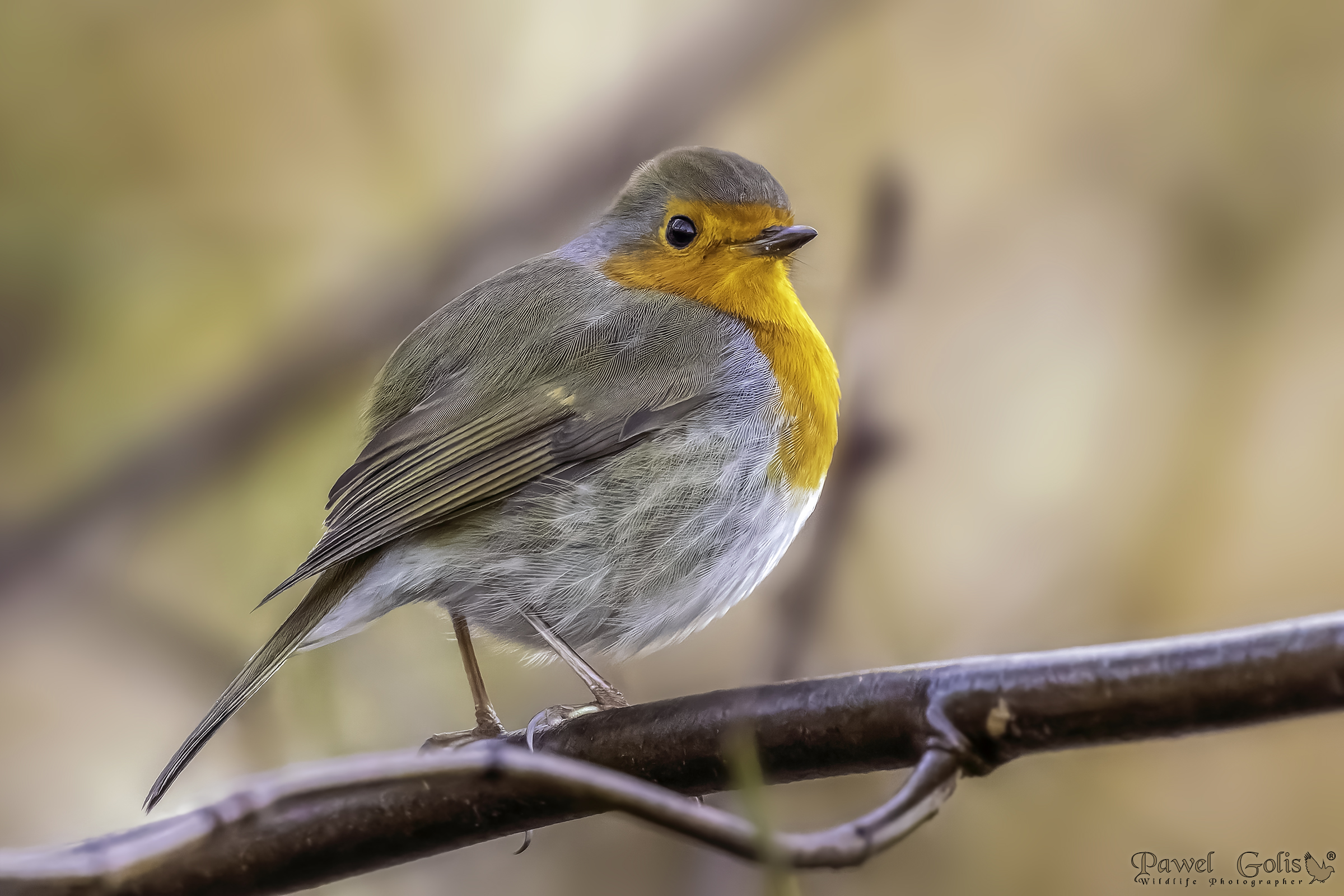 Pettirosso europeo (Erithacus rubecula)