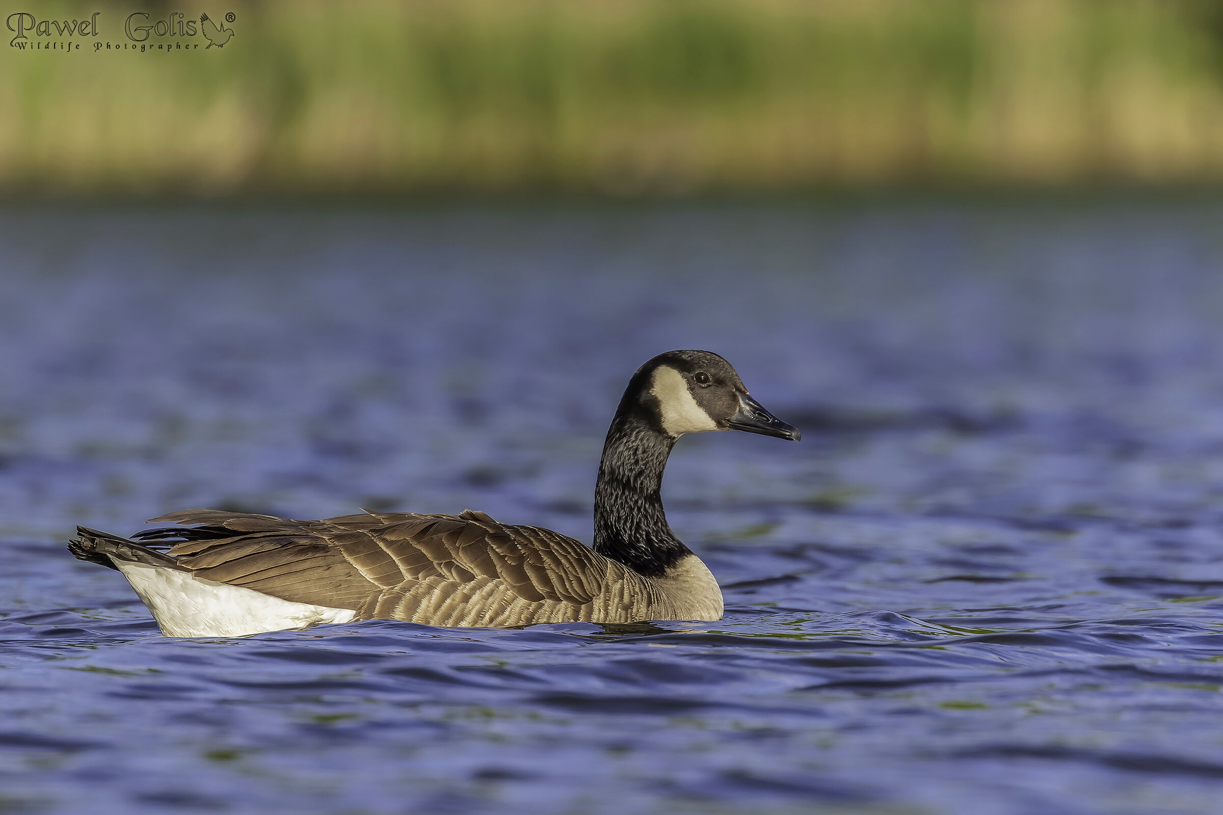 Oca canadese (Branta canadensis)