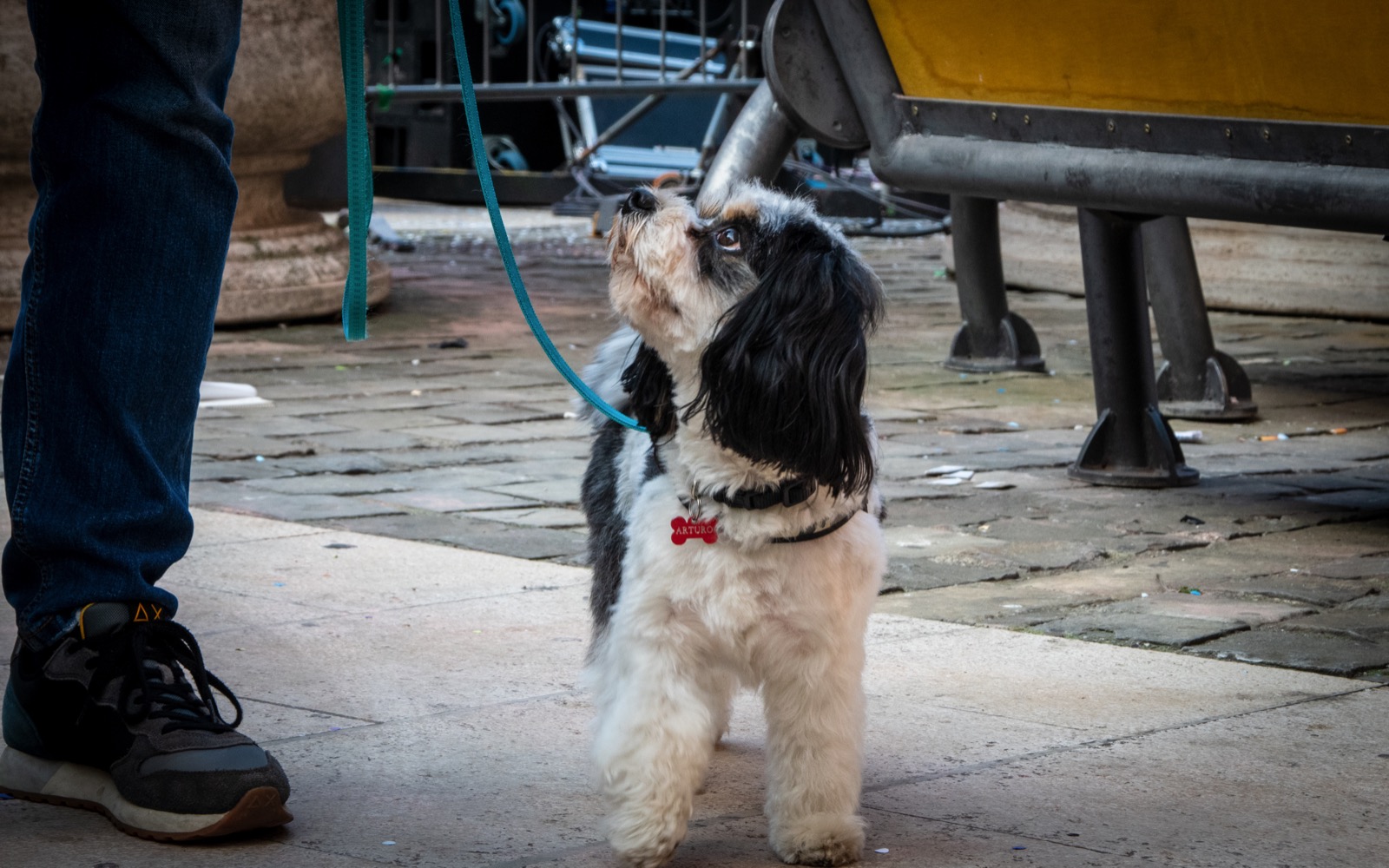 Loyal friend