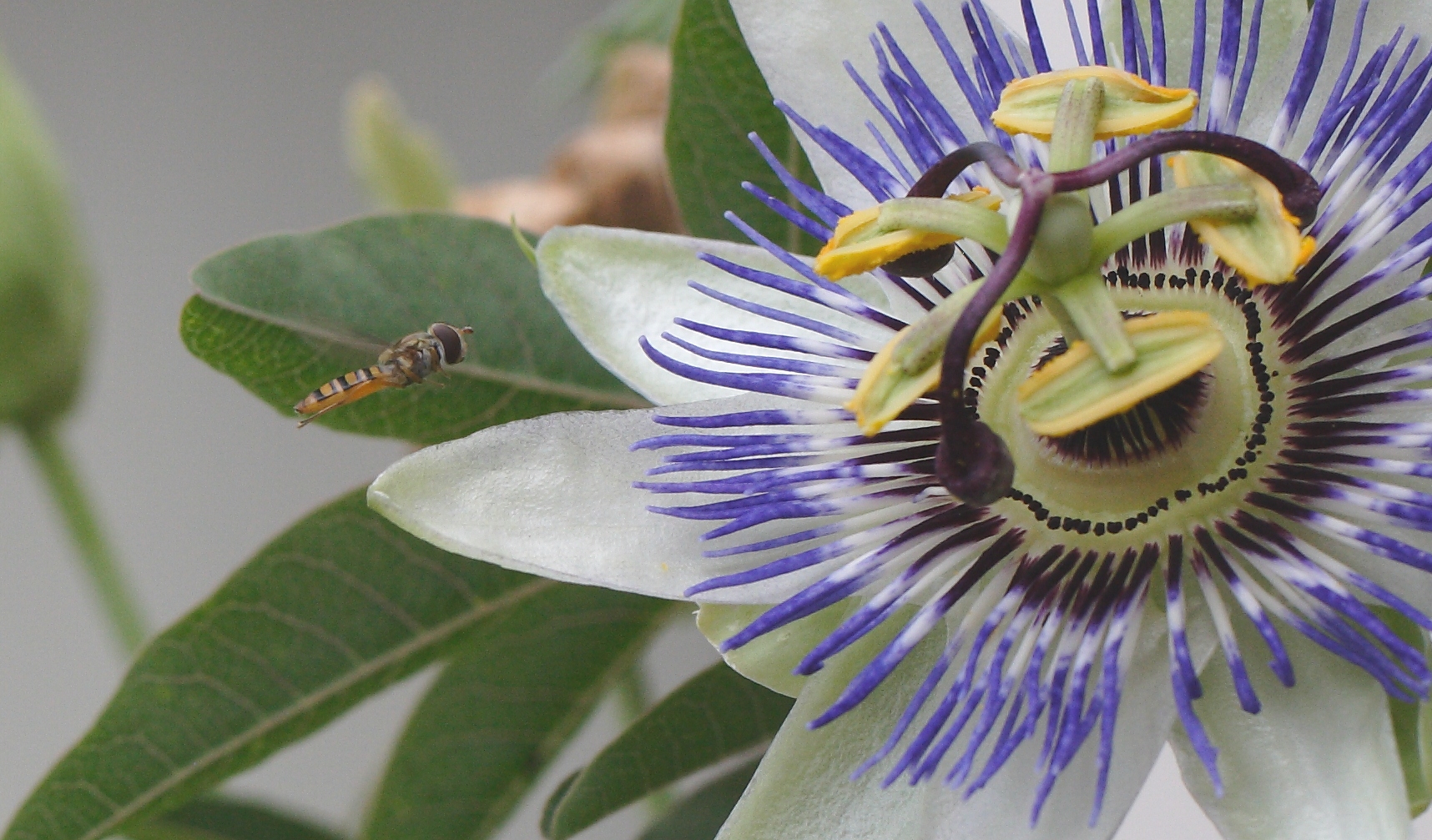 Fiore della  passione.