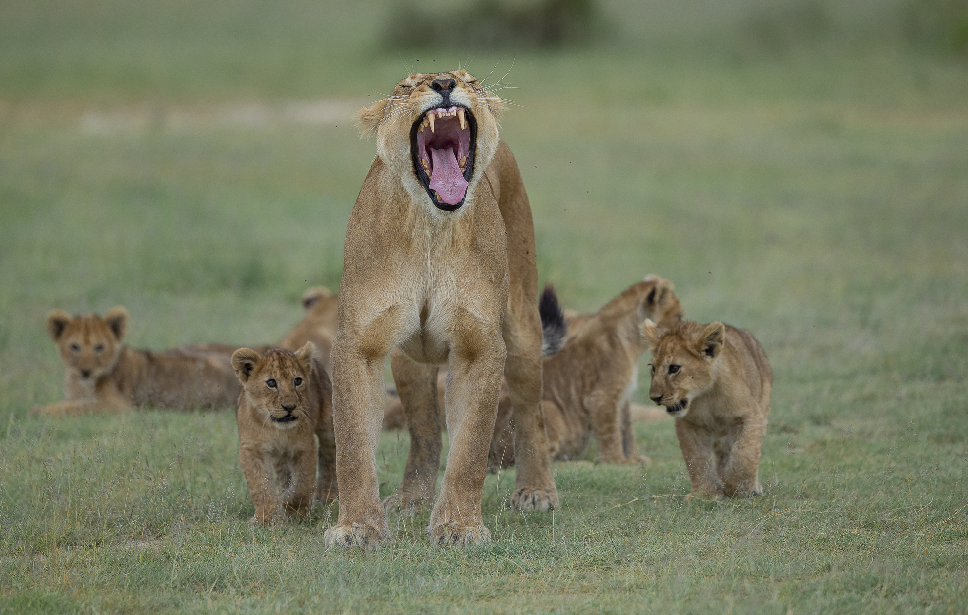 La "zia" della nursery