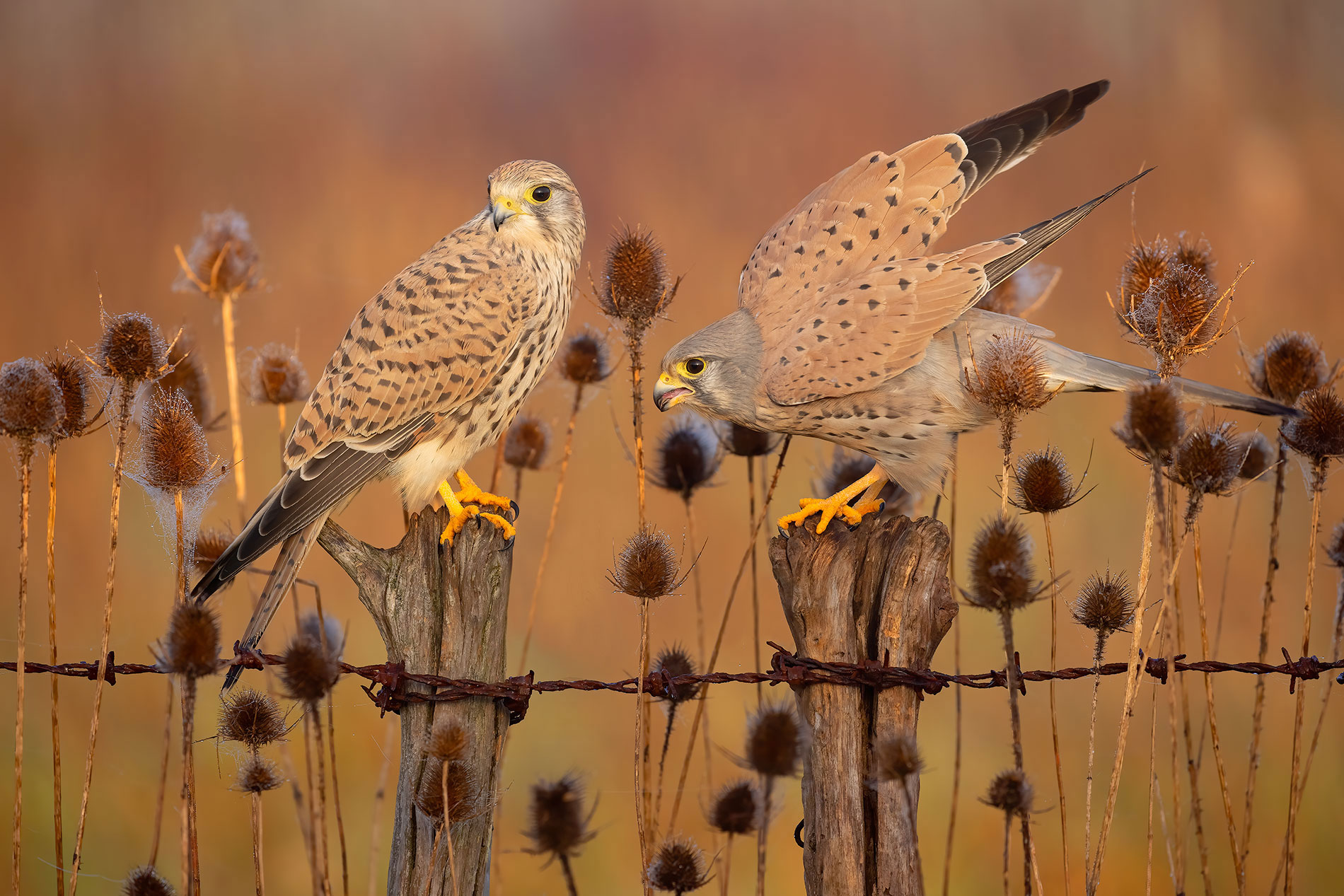 kestrel