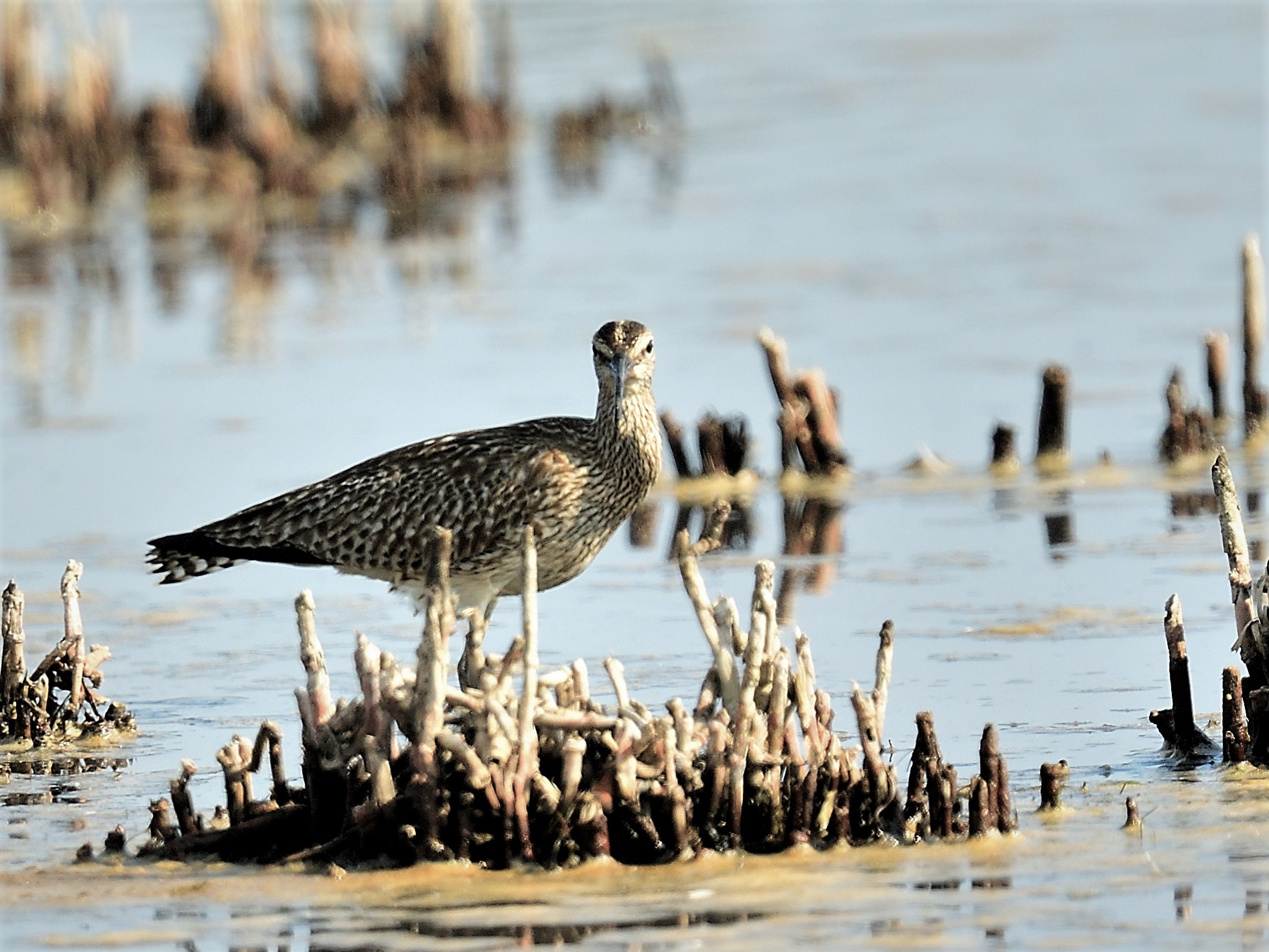 curlew greater