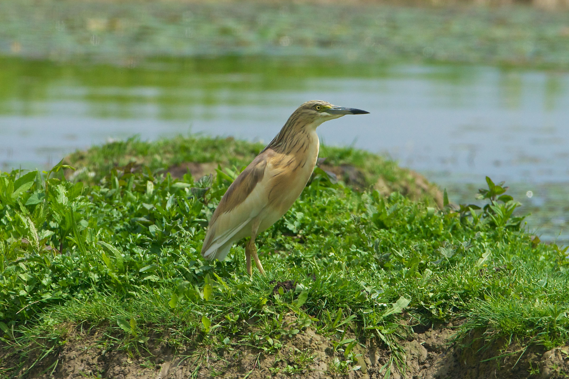 04-20130503 133408b_Sel_Sgarza_ciuffetto