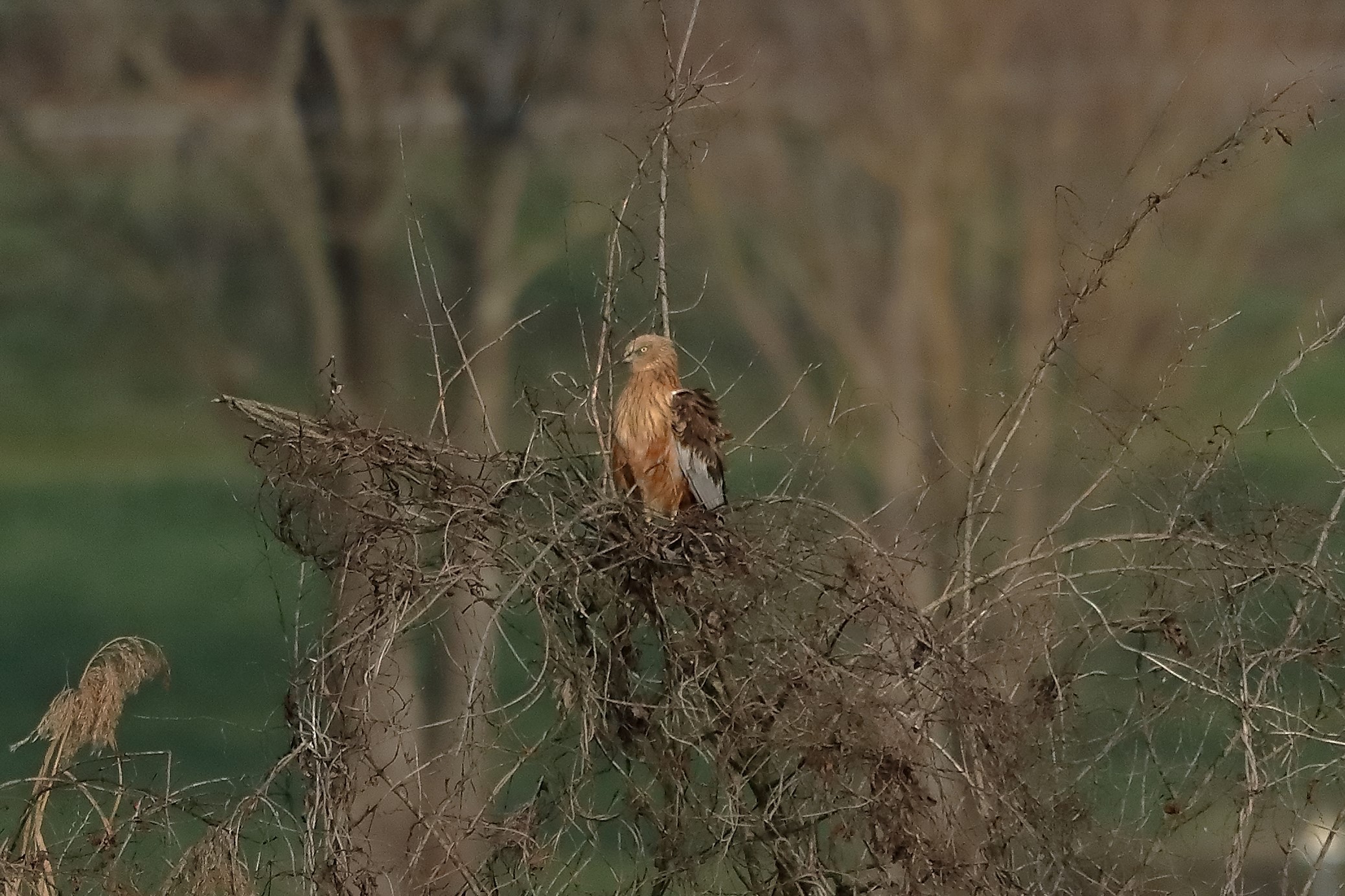 Falco di palude 18-12-2022