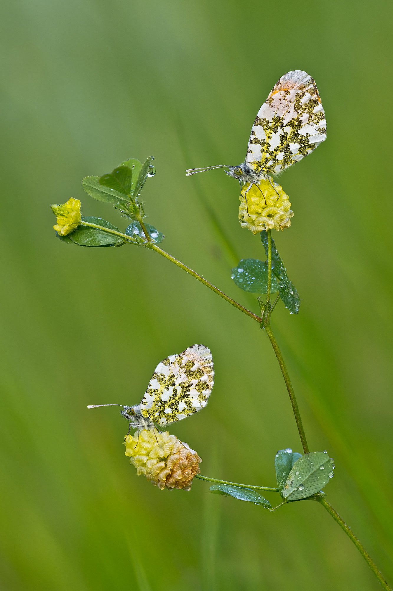 Anthocharis cardamines (Linnaeus, 1758) - Pieridae
