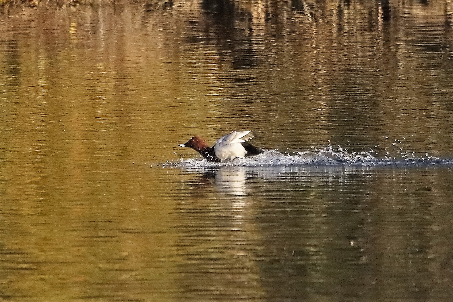 Moriglione 07 dicembre 2022