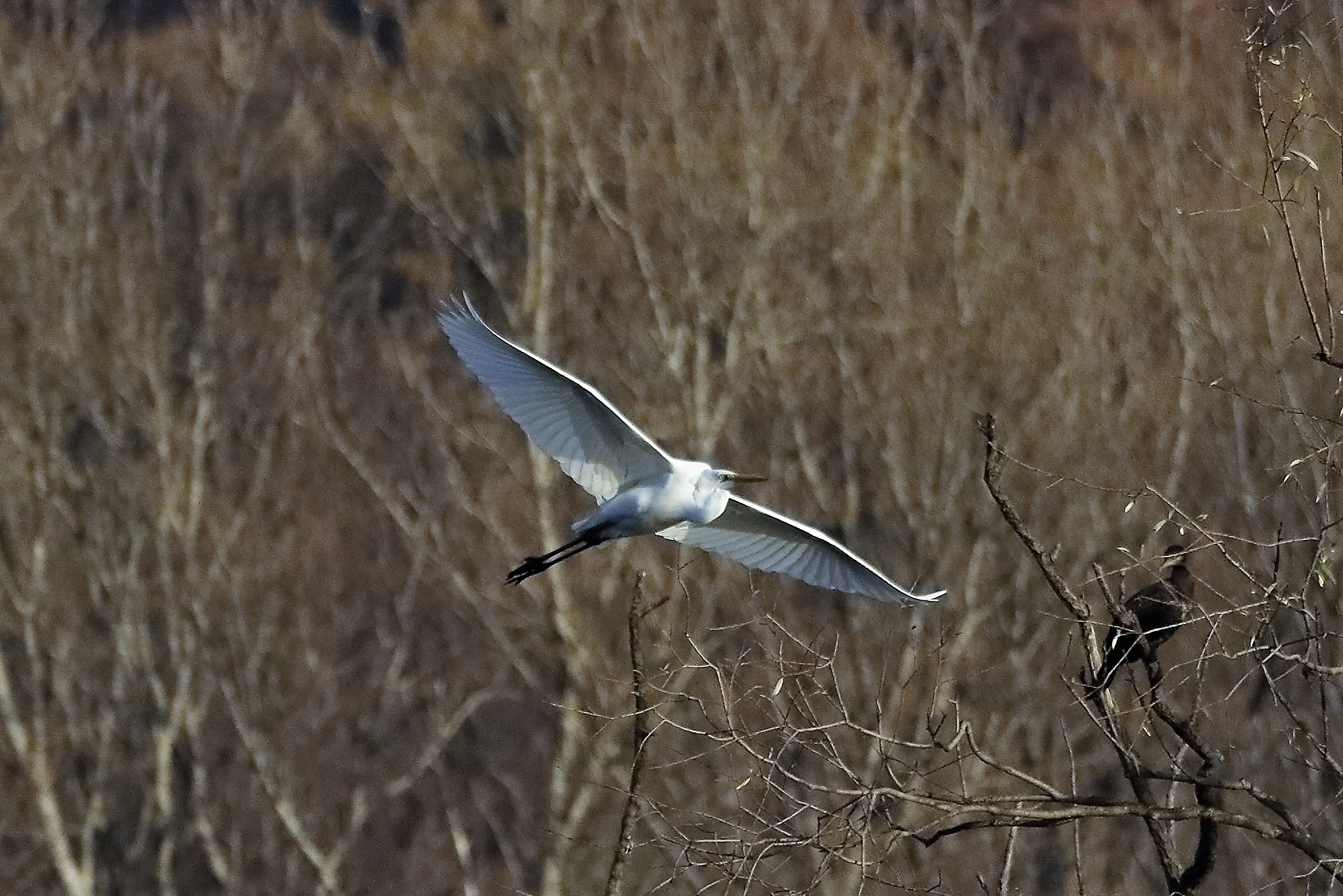 Airone BM 07 dicembre 2022