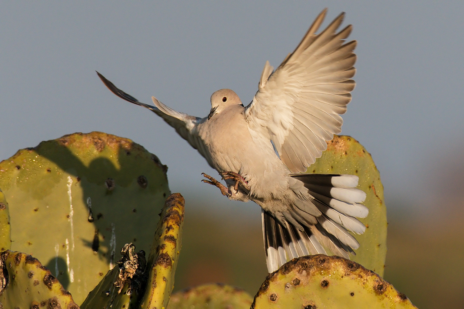 Collared dove coming soon