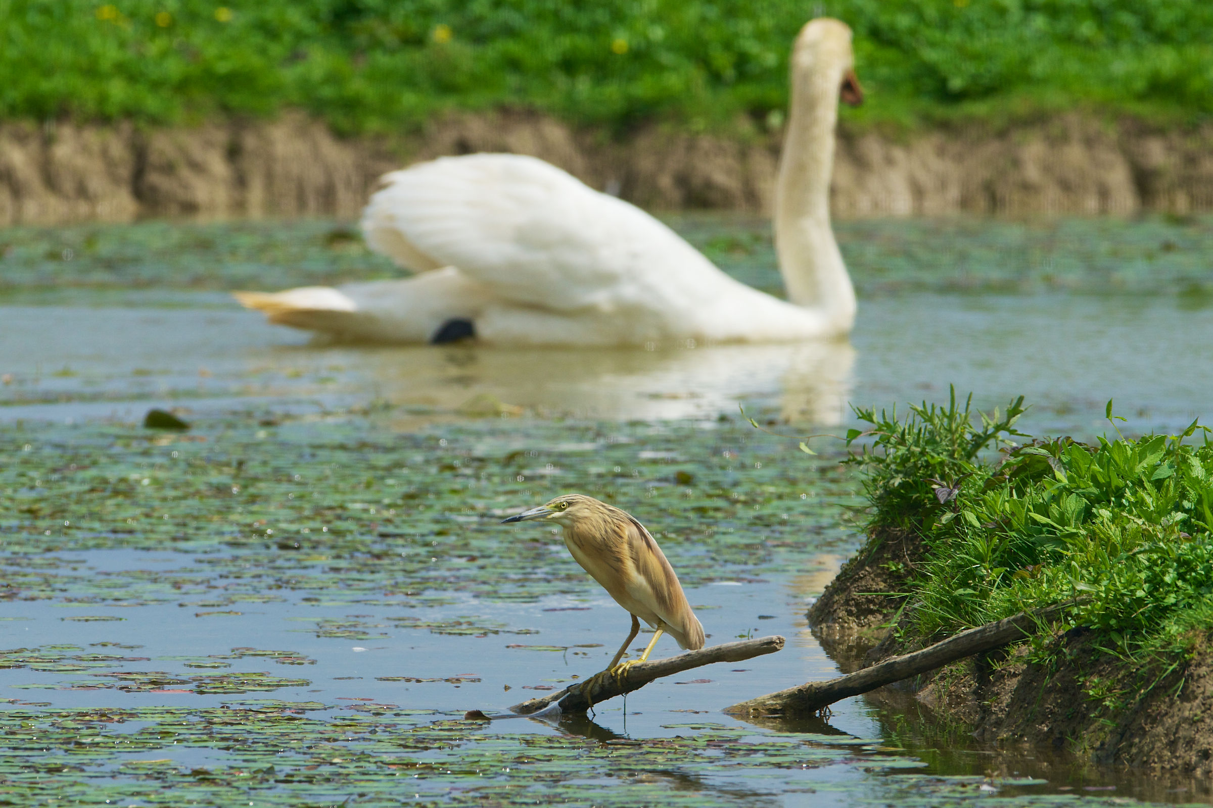 08-20130503 133656a_Sel_Sgarza_ciuffetto