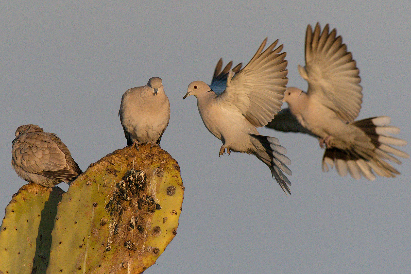Collared dove coming to Prickly Pear