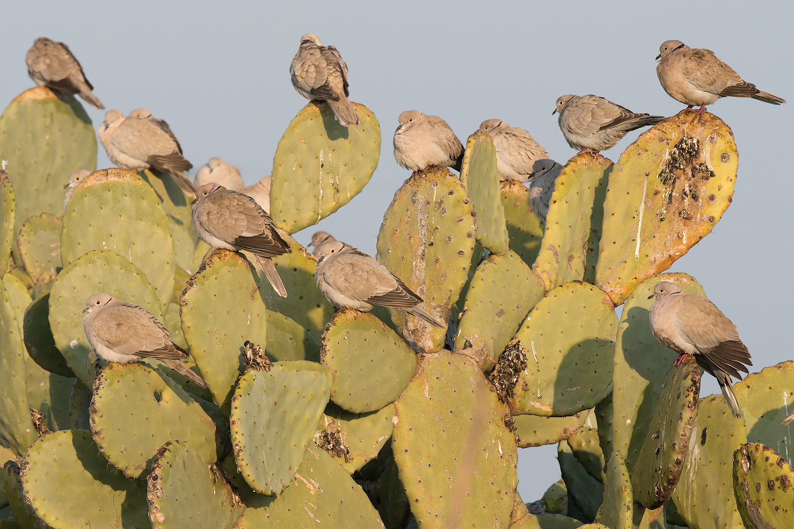 Collared dove waiting on Prickly Pear