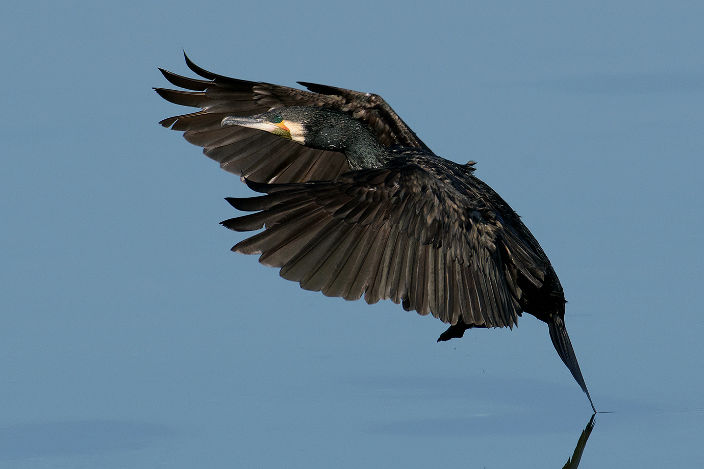 Cormorano in arrivo.