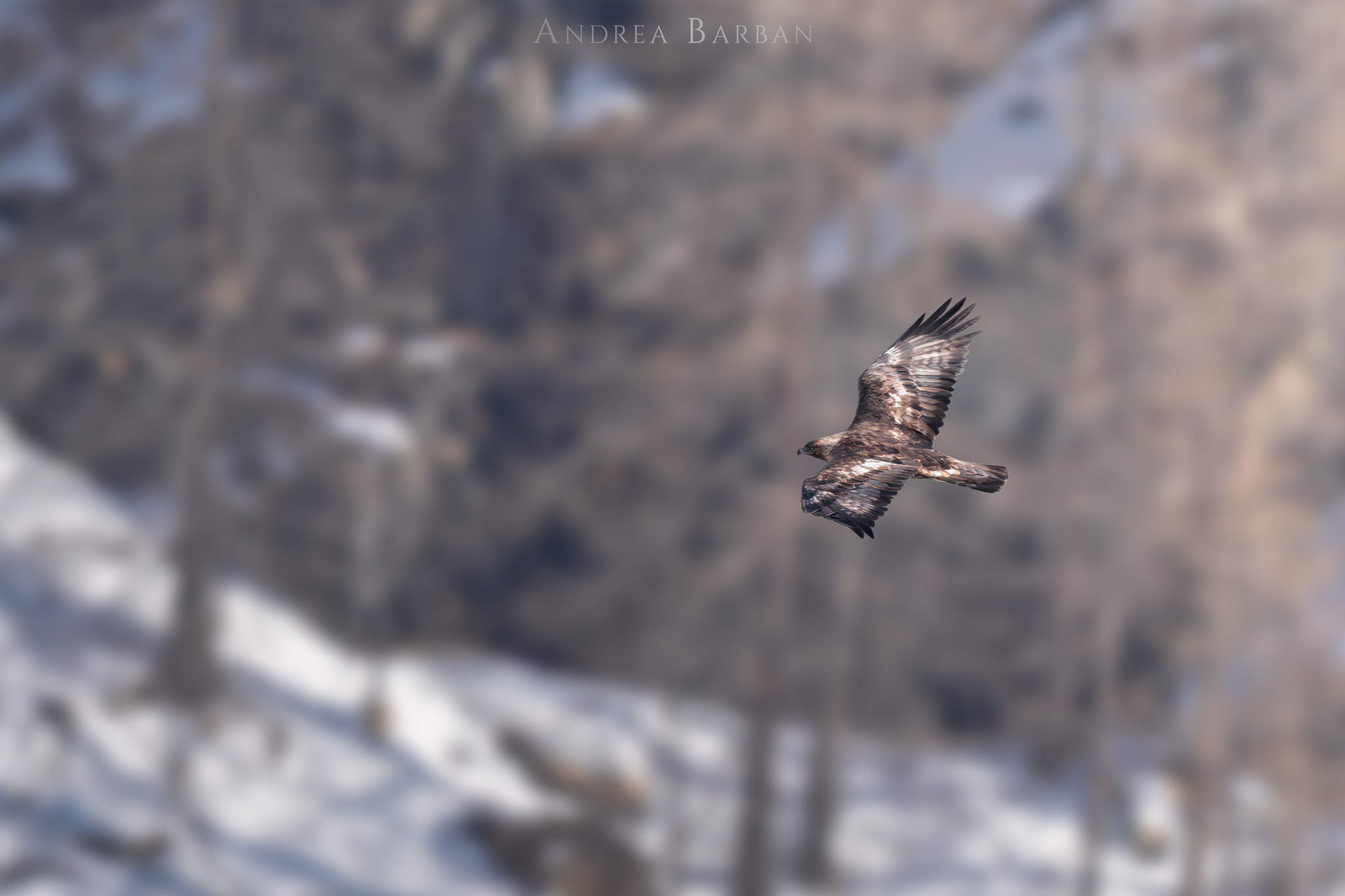 Golden eagle in flight