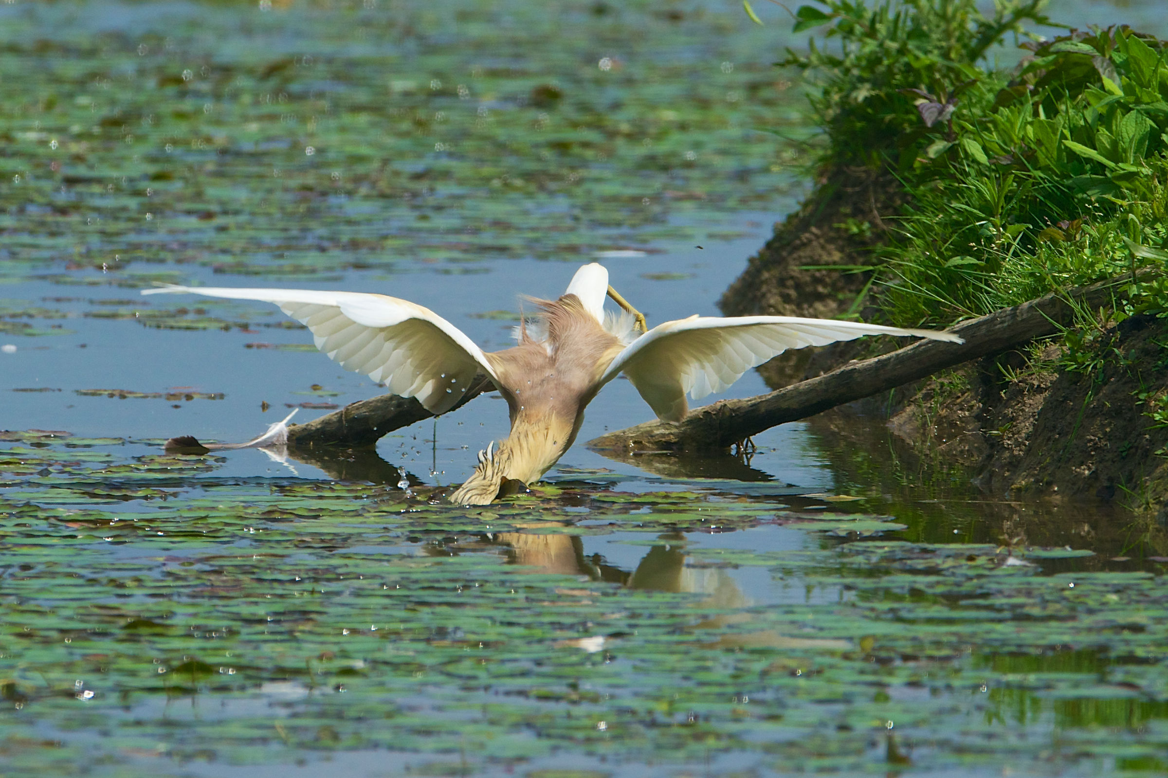 10-20130503 133804a_Sel_Sgarza_ciuffetto