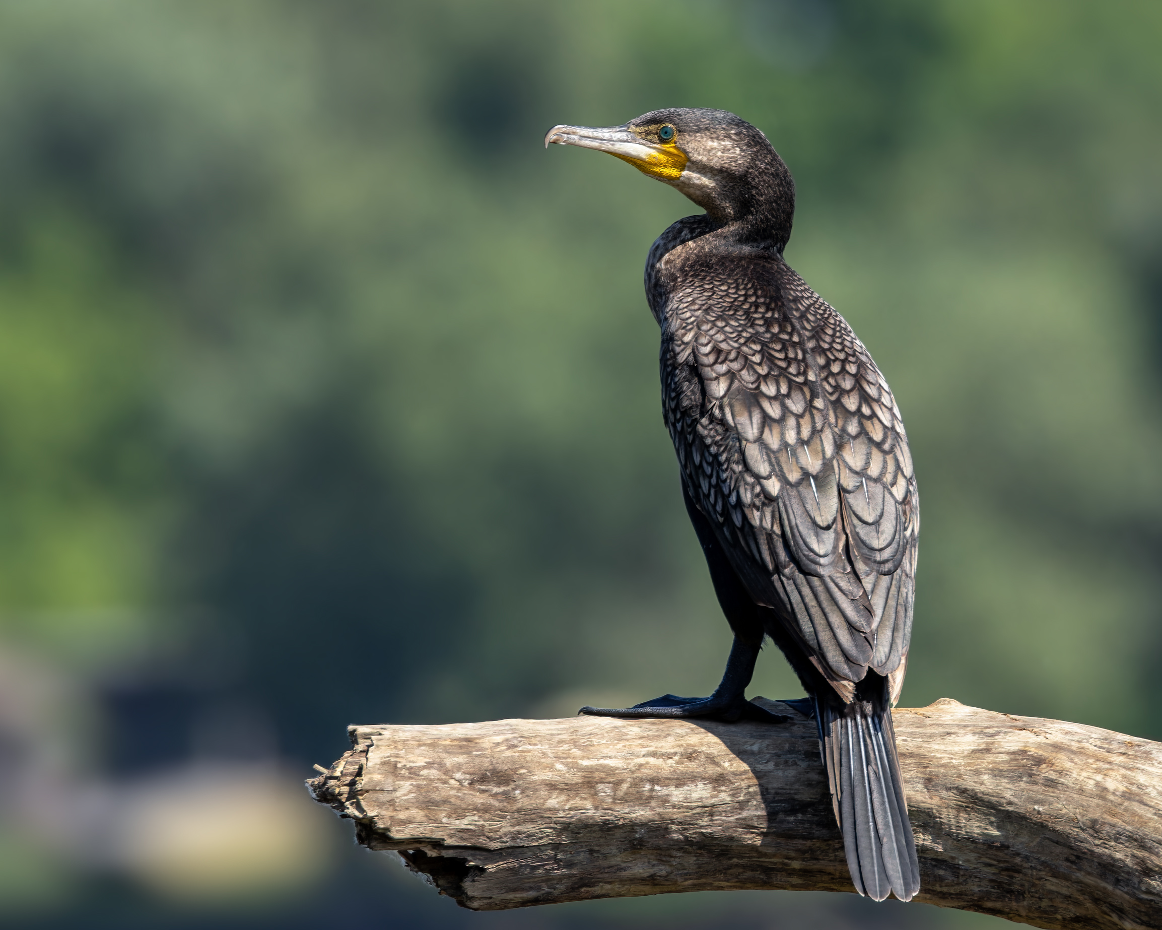 Cormorano