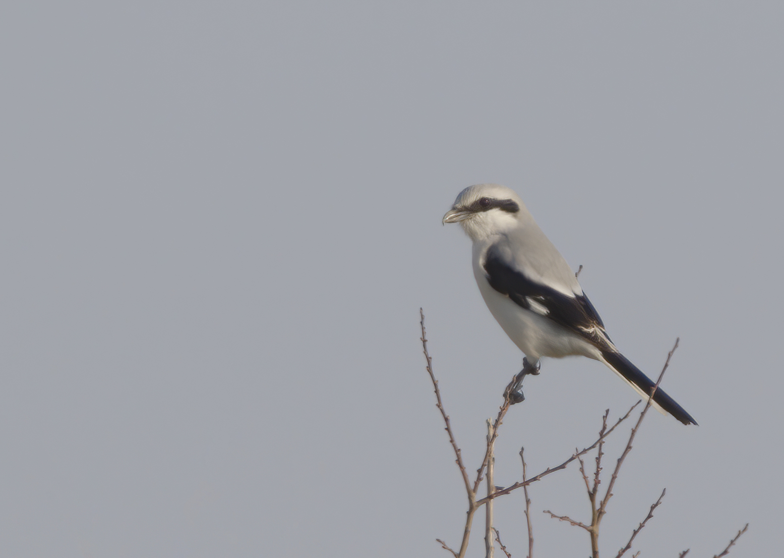 Great grey shrike