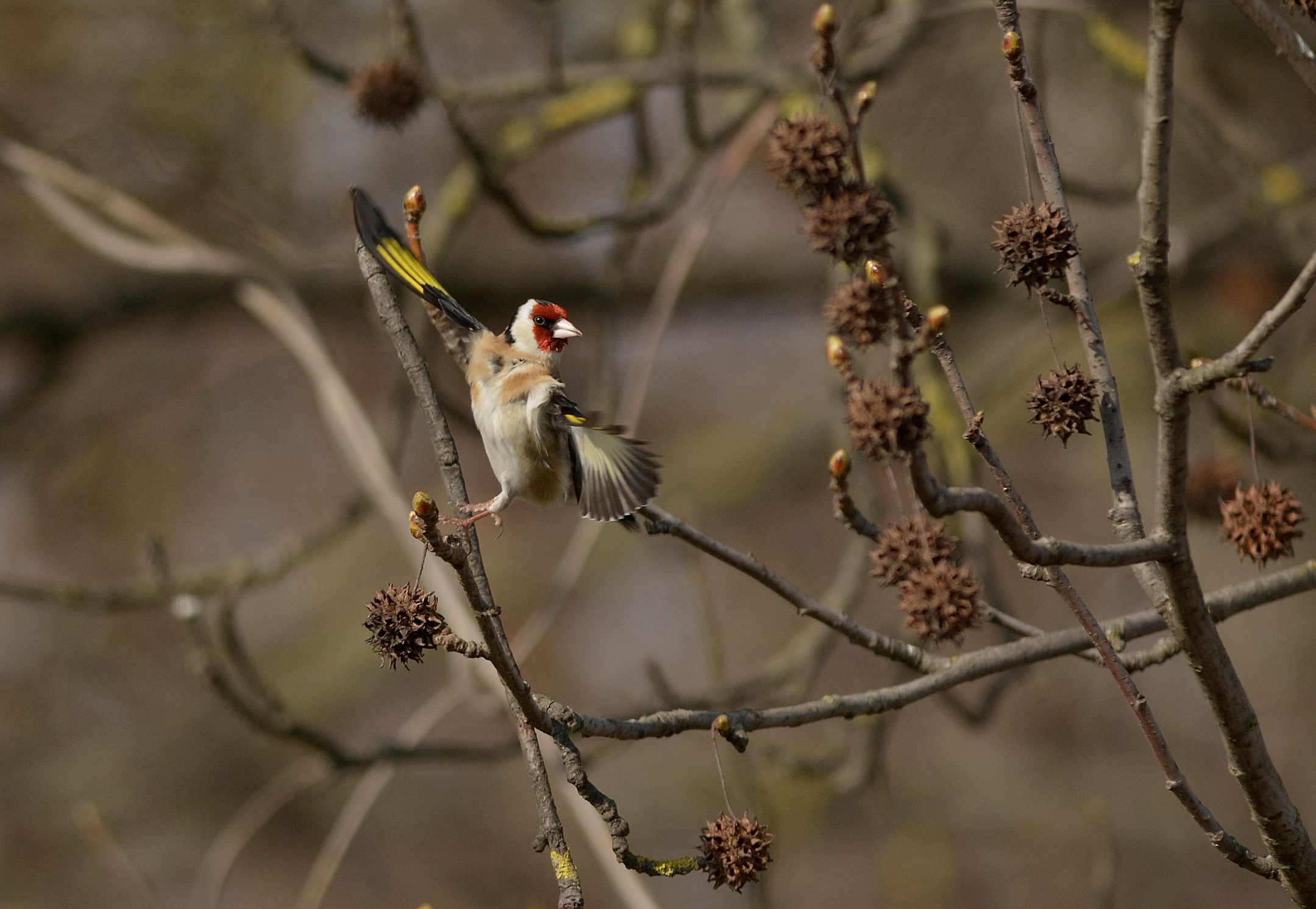 Goldfinch