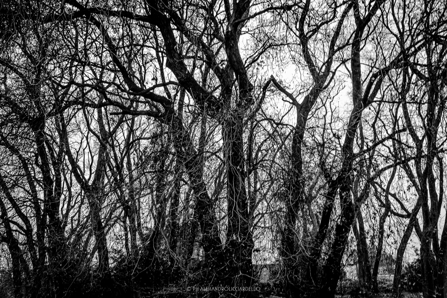 Mi ritrovai in una selva oscura...