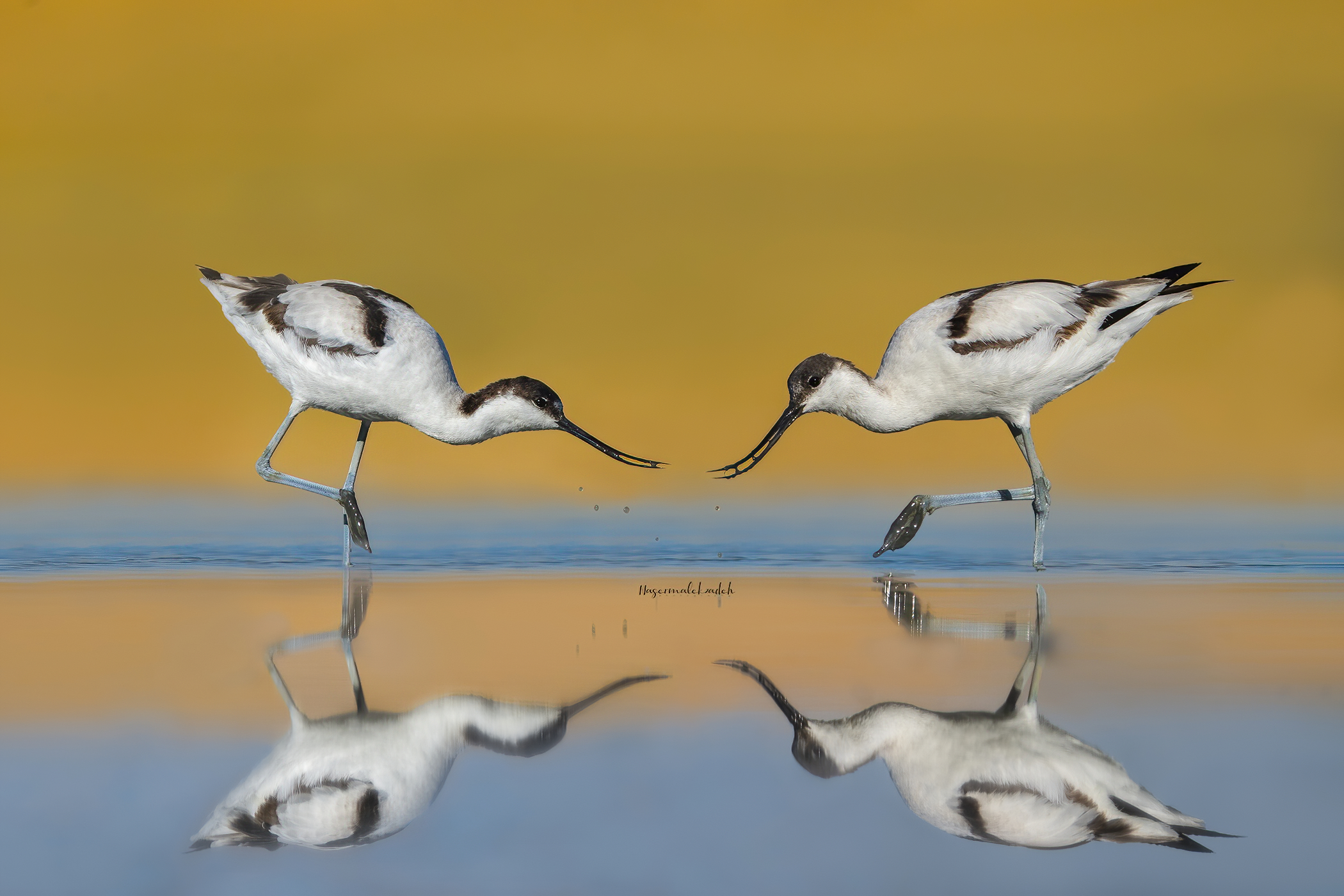 Avocetta