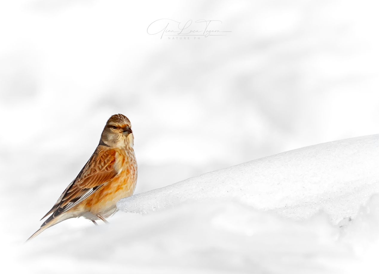 In the cold of the snow, the warmth of a small heart