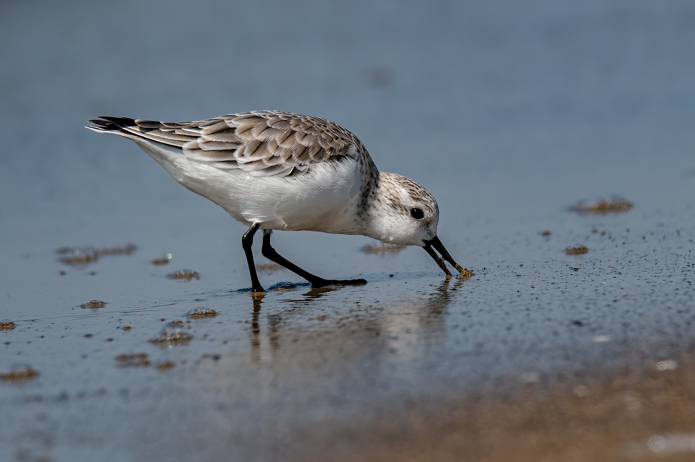 Piovanello Tridattilo(Calidris alba)