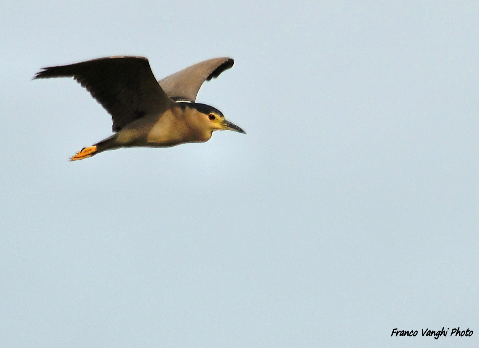 Night Heron