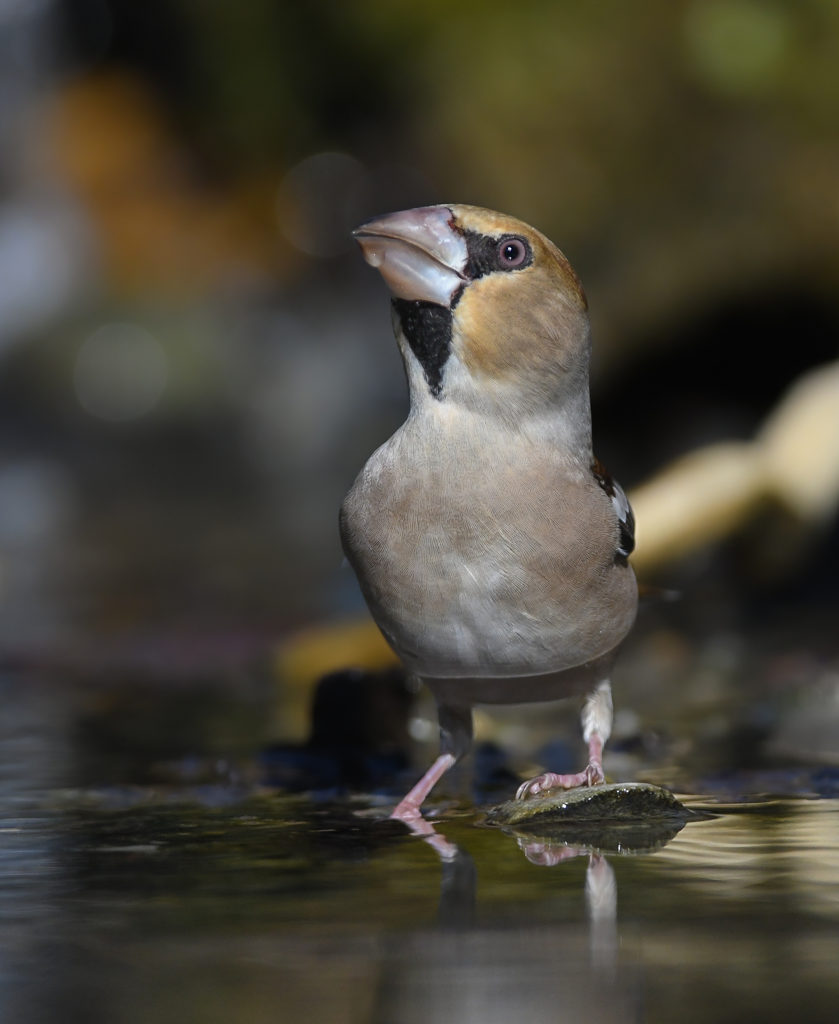 Frosone col becco grosso a forma di cono