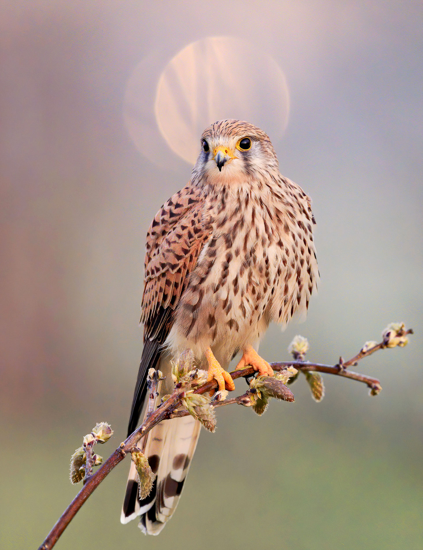 Santa Marlena da Sammoro.....