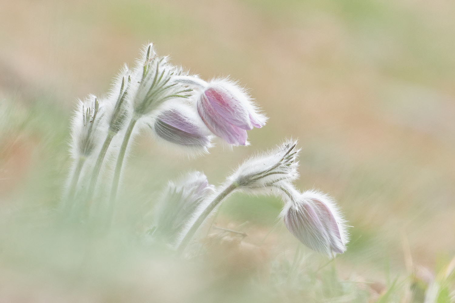 Pulsatilla eterea