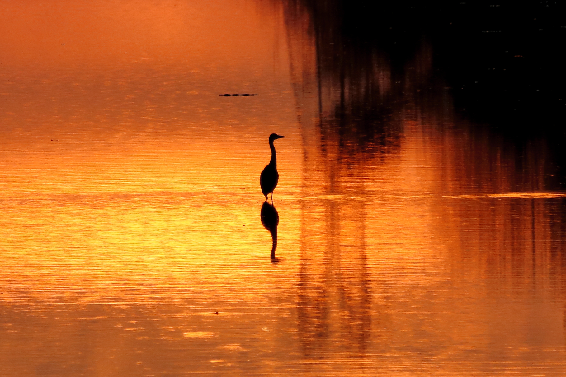 Heron at sunset