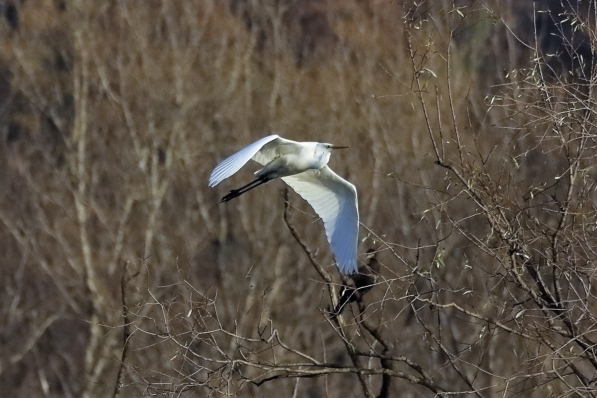 Airone BM 07 dicembre 2022