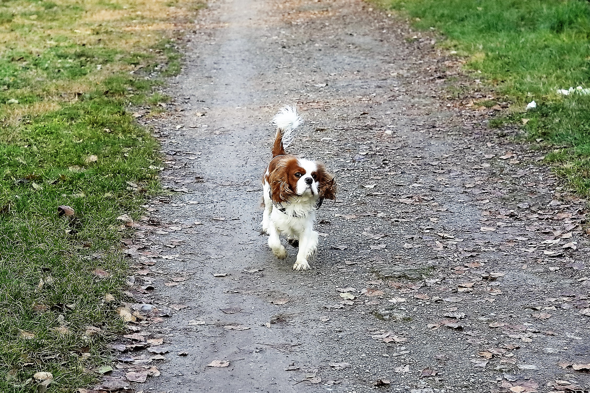 Lilli 07 dicembre 2022