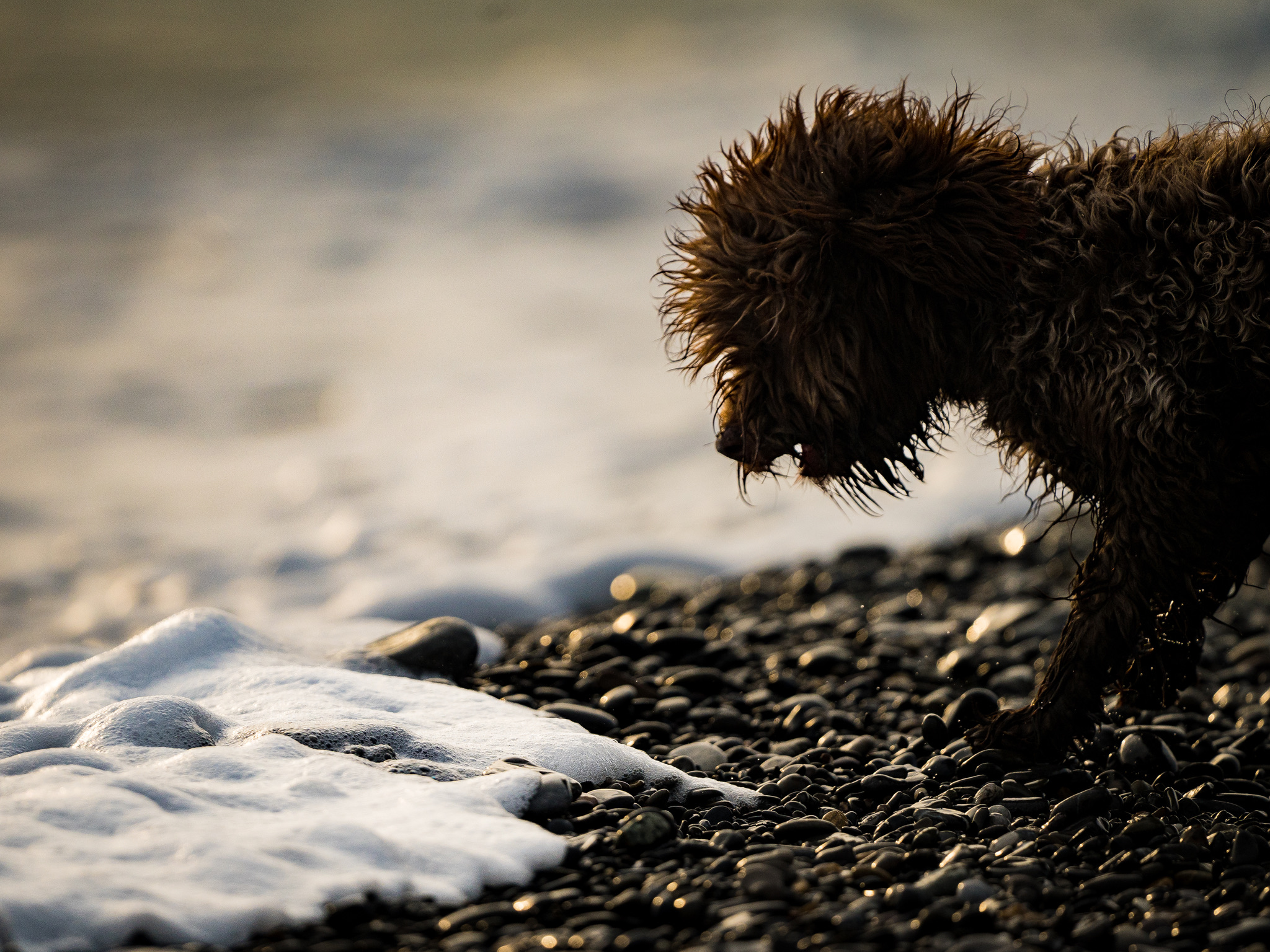 Lagotto al mare #4