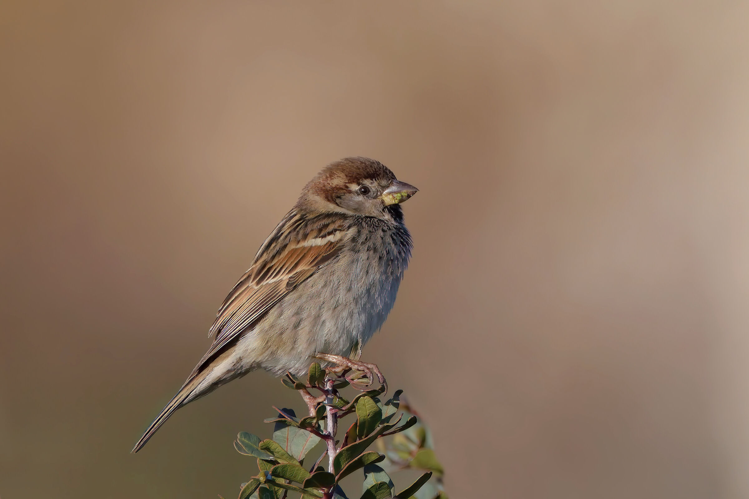 Sparrow