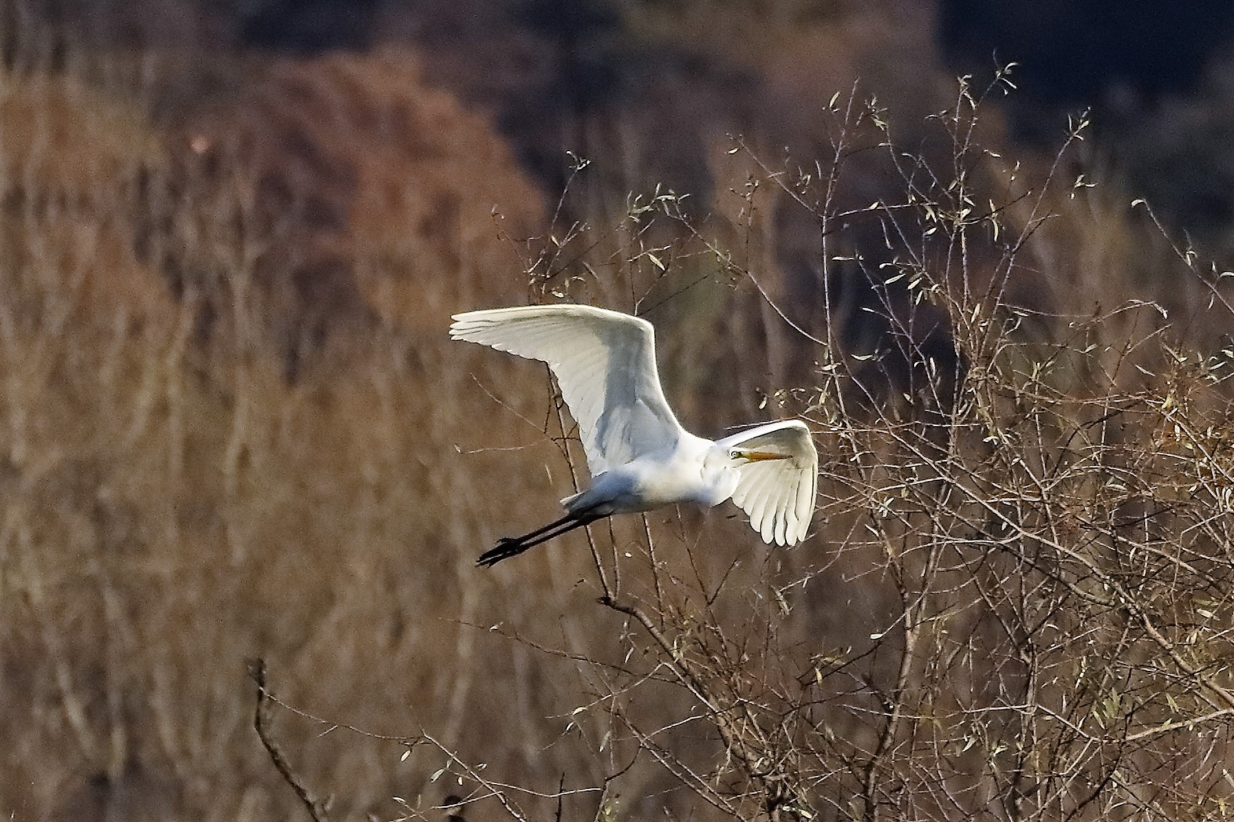 Airone BM 07 dicembre 2022