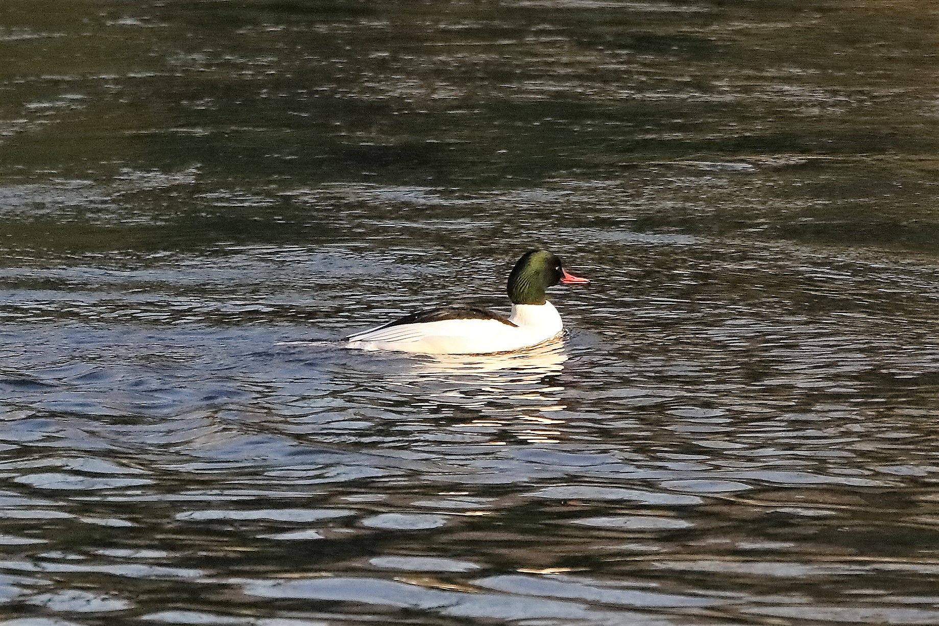 Smergo M 07 dicembre 2022