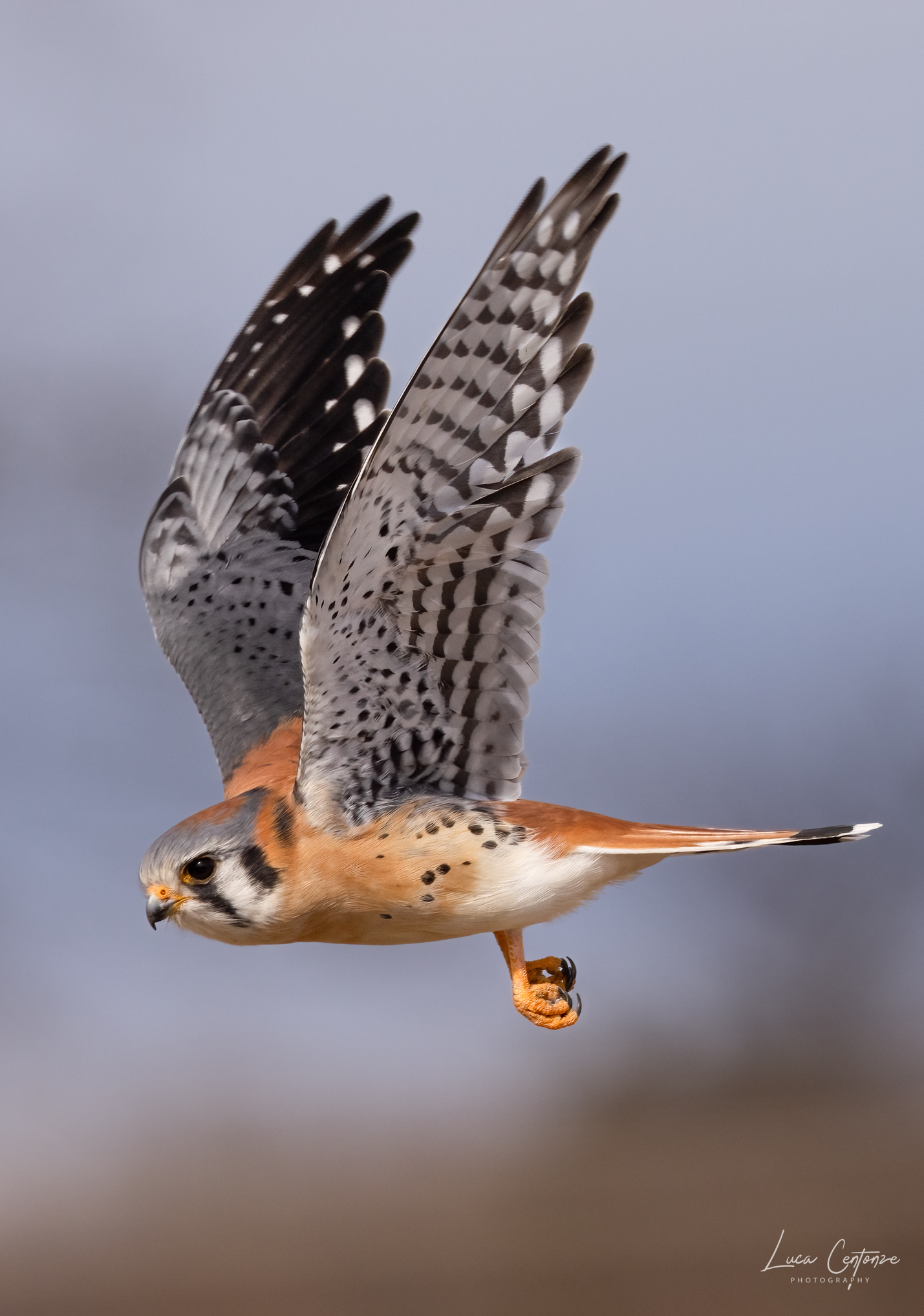 American Kestrel (Falco sparverius) Gheppio Americano